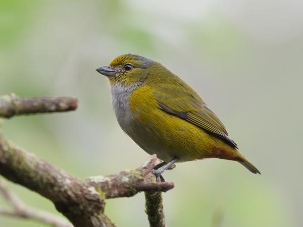 Kastanjebuikorganist (Euphonia pectoralis)